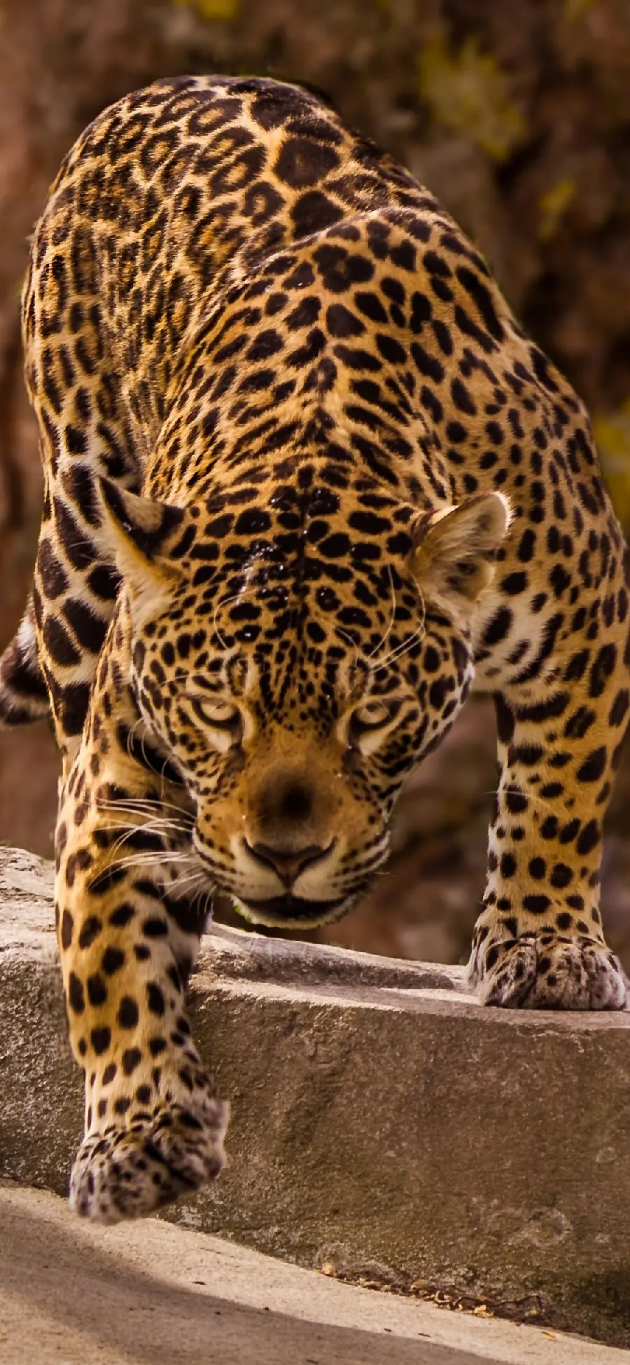 Beautiful photo of a jaguar roaming with strong claws 