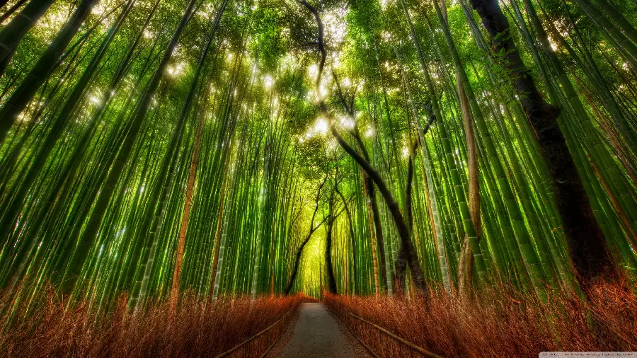 The most dreamy image of bamboo trees, the symbol of China
