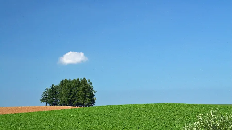 Download a fresh photo of green nature for mobile and laptop 