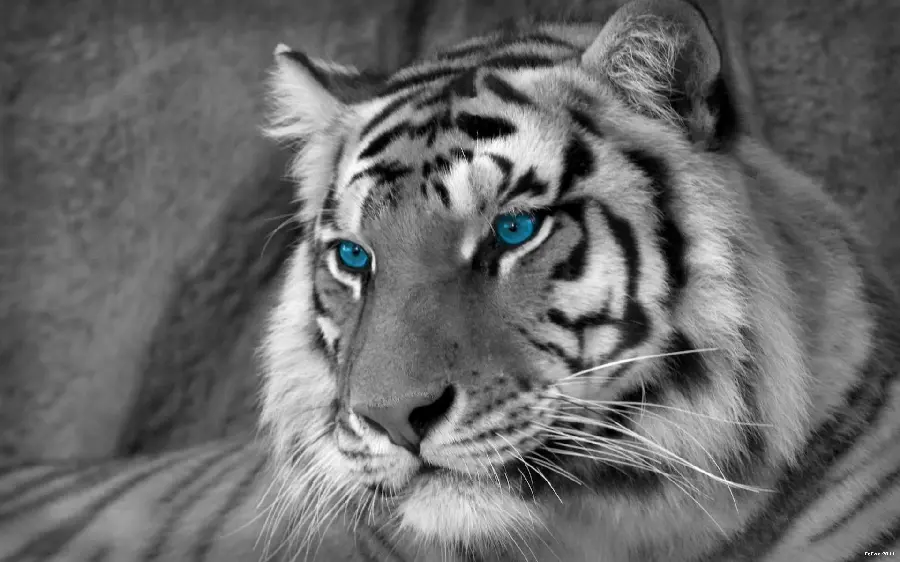 Download Black Pen Drawing of a Male Bengal Tiger with Blue-Green Eyes