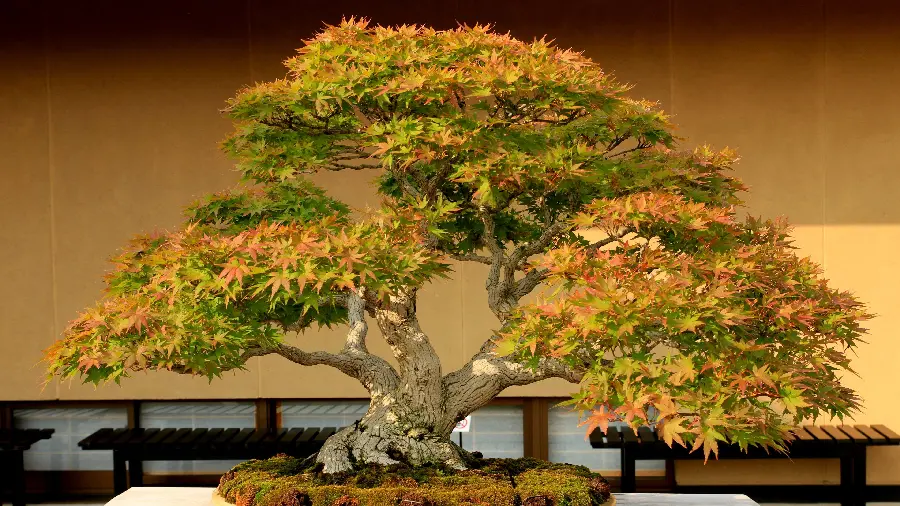  Beautiful and spectacular bonsai tree wallpaper with yellow and green leaves 