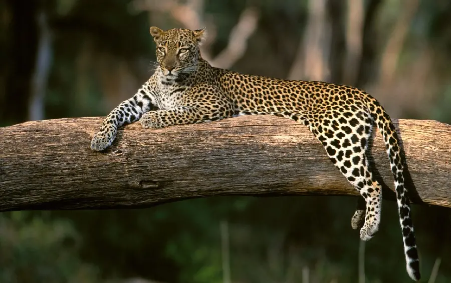 Download the most complete full-length image of a leopard on a large tree branch