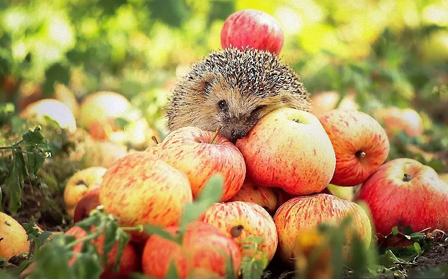 Artistic wallpaper of a hedgehog among apples for artists