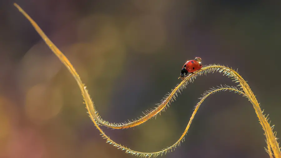 A beautiful and delicate portrait of a small ladybug on a plant stem