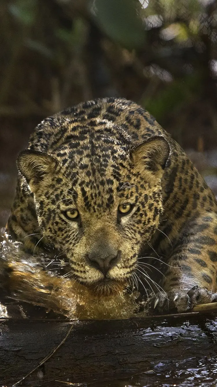 Pictures of an Iranian jaguar with beautiful and wonderful spots