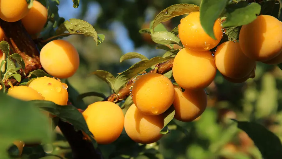Download a very beautiful photo of a tree full of apricots in excellent quality 