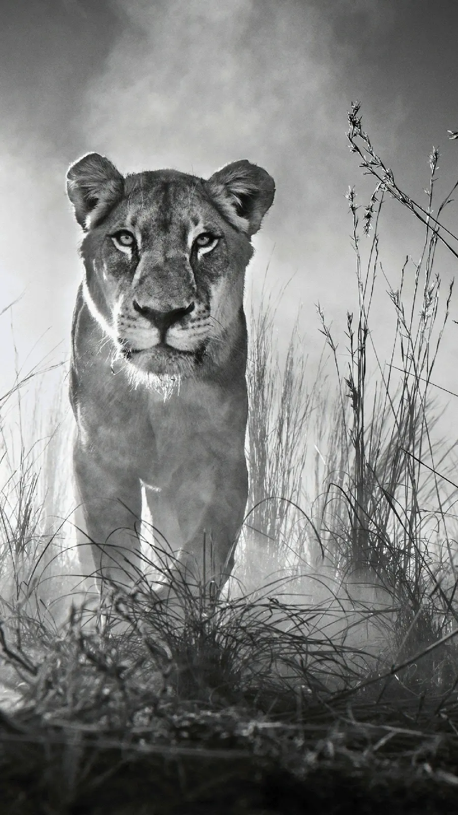 Black and white masterpiece wallpaper with a female lion design for Iphone