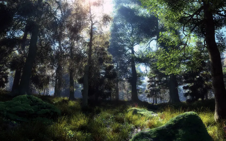 A corner of the amazing forest to show the splendor and grandeur of nature