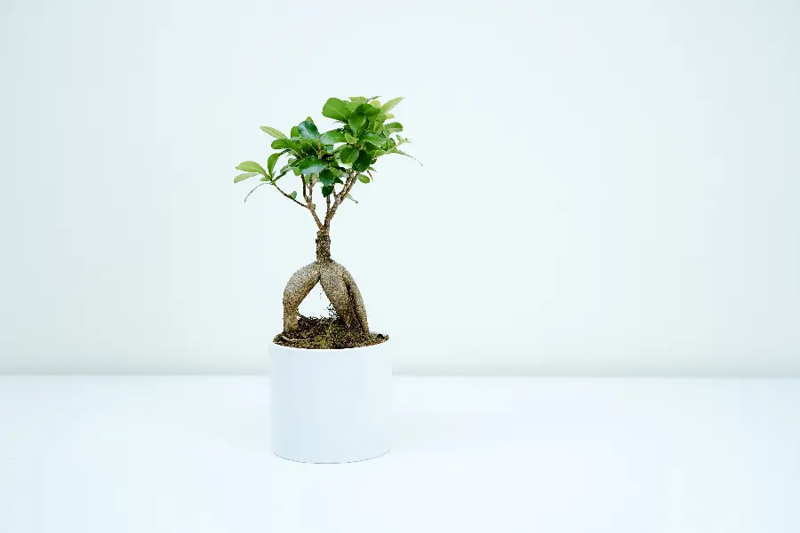  Attractive image of a bonsai tree with a white and shiny pot 
