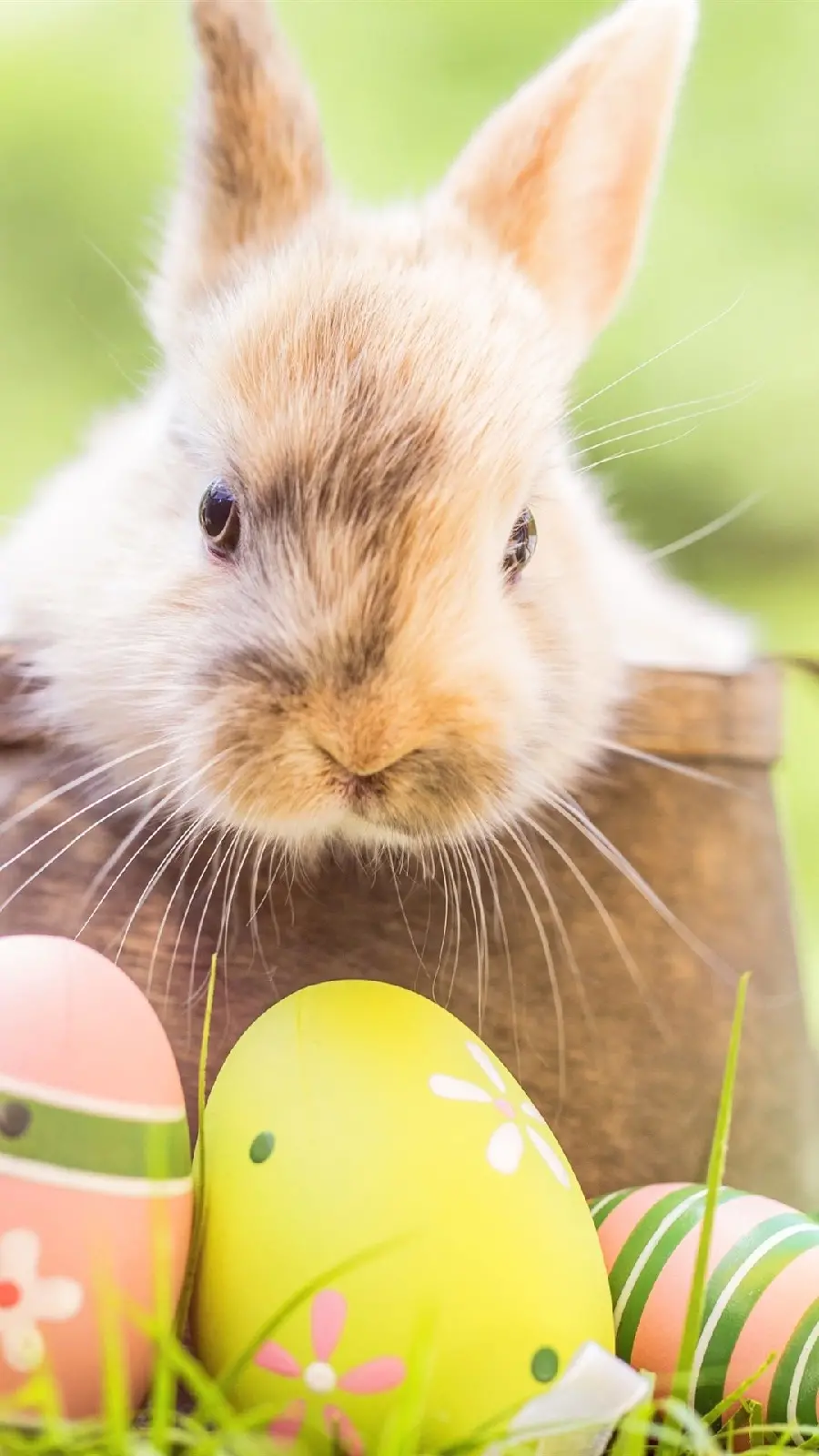 Download stock photo of Eid rabbit with colored eggs