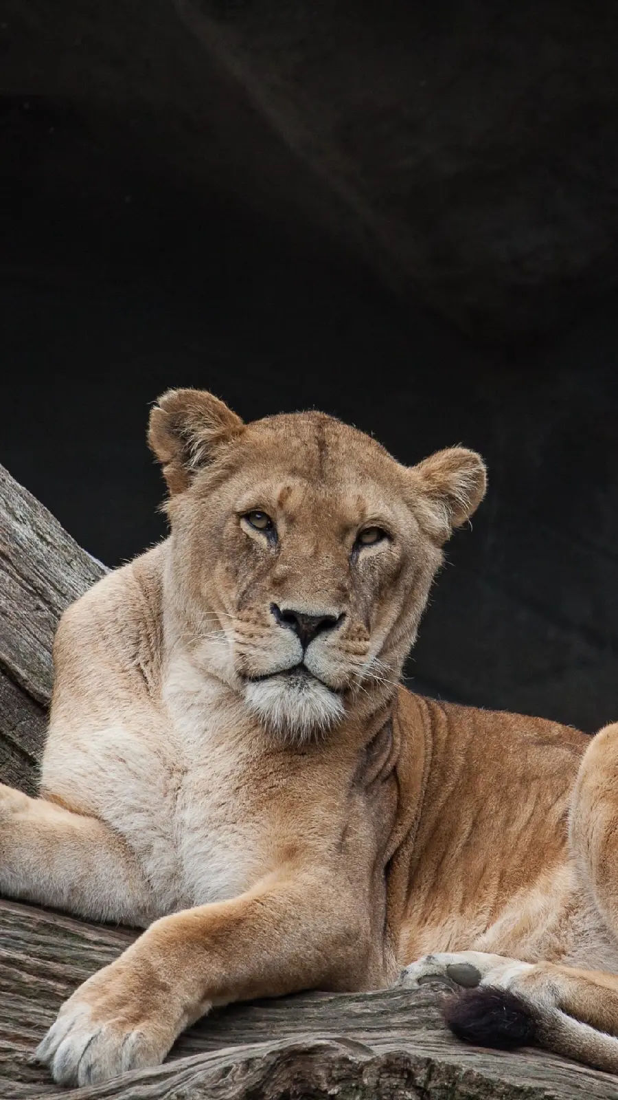 Beautiful and spectacular photo of a female lion with a black background for iPhone 13