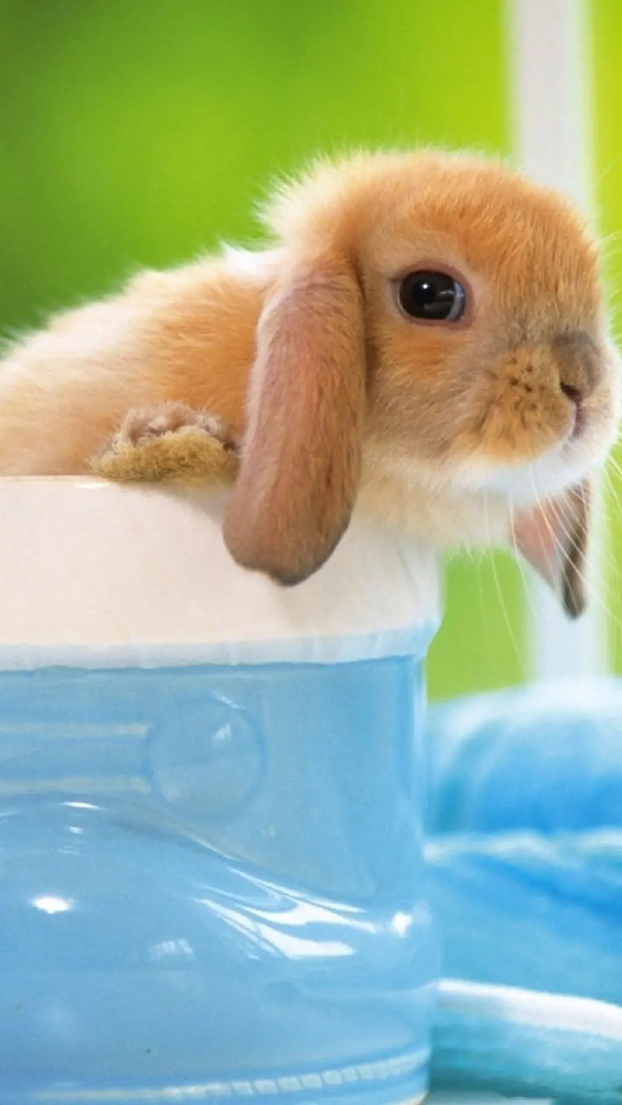Stock photo of a cute and fluffy rabbit with fluffy ears