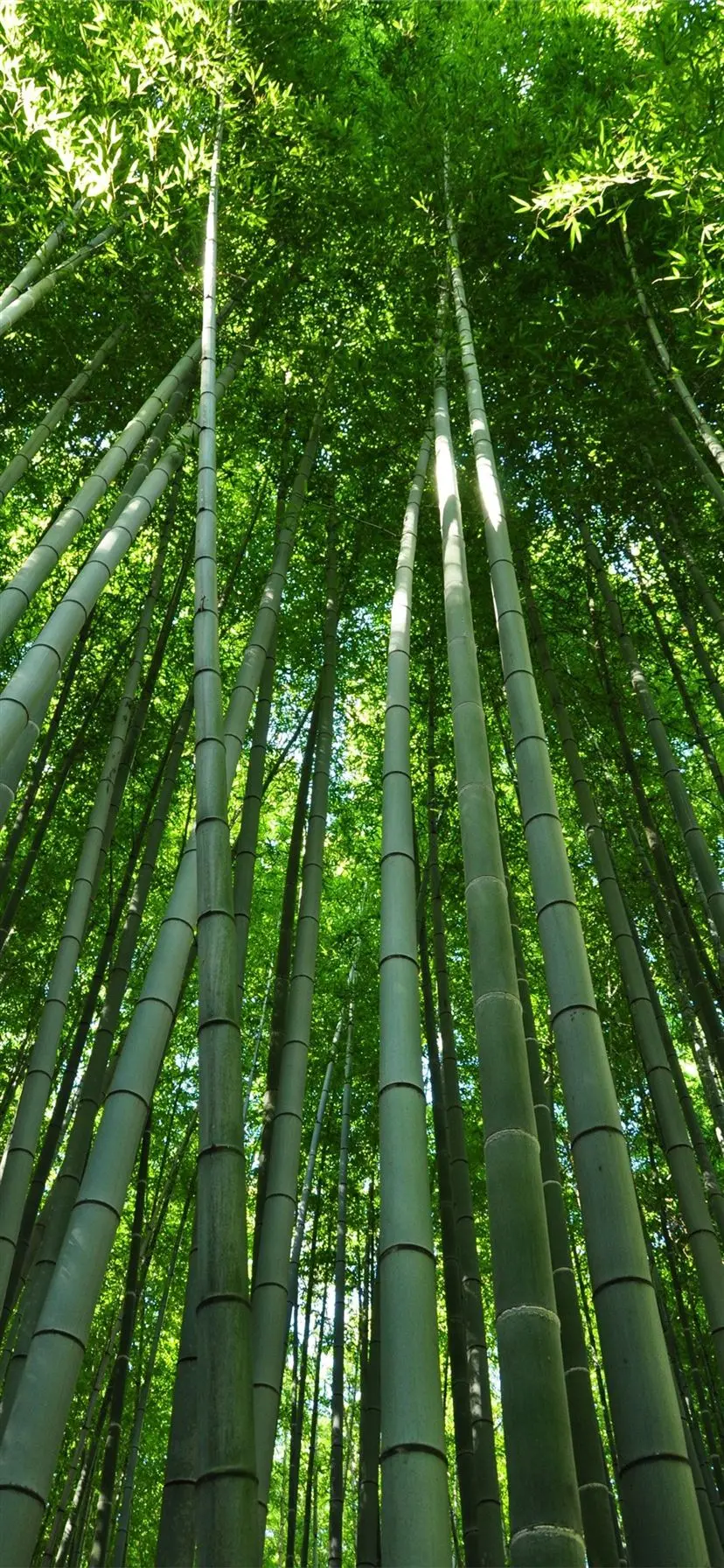 Download free photo of bamboo trees from the bottom view
