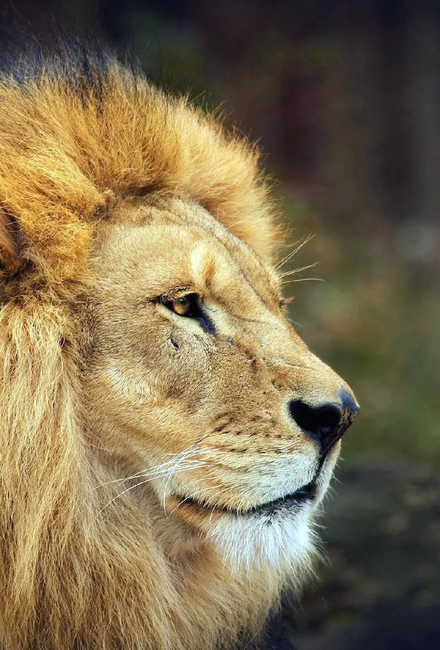 The most beautiful boyish background of the powerful lion king of animals for iPhone 13