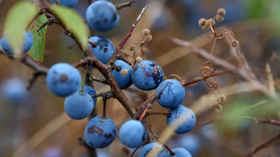 Download a picture Amazing of delicious blueberry fruit 