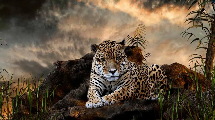 Picture of a tired leopard lying in an enchanting and strange place