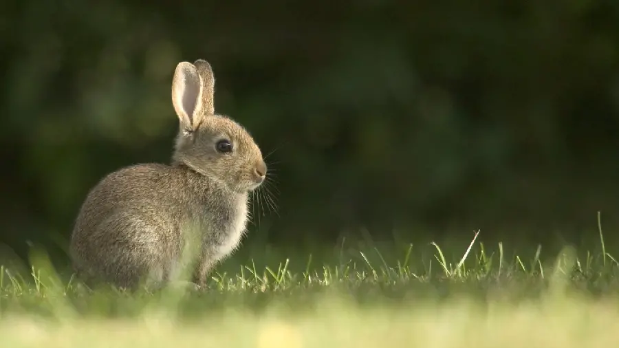 Special view of the wild rabbit image for HD profile 
