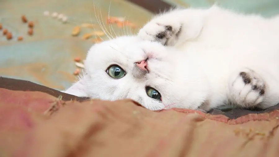  Beautiful wallpaper of a cat with amazing and wonderful eyes