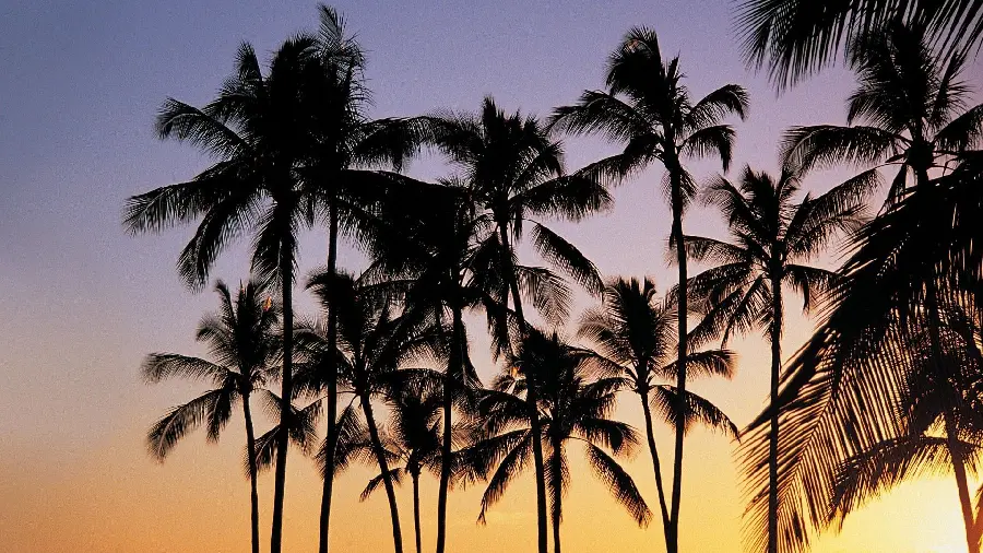 Stylish and pleasant background of tall palm trees and sunrise