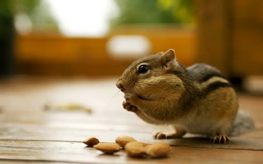 Download a very beautiful picture of a squirrel eating almonds