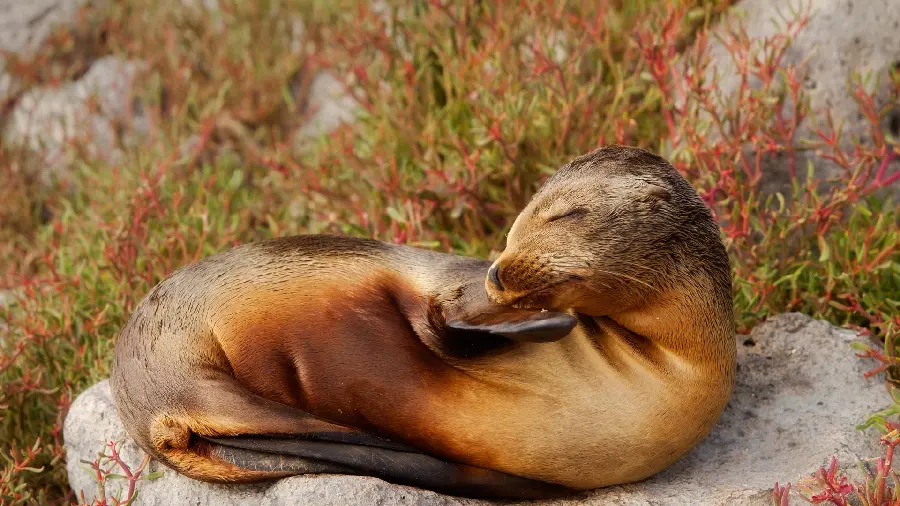 A unique and spectacular wallpaper of a gentle and innocent animal 
