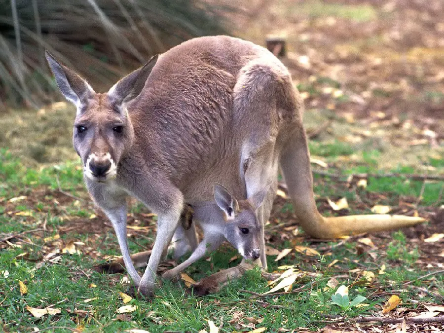 Amazing and interesting background of a very beautiful baby kangaroo 