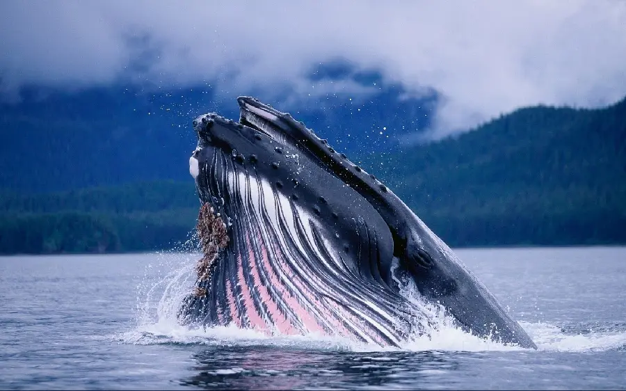 Extremely interesting photo of a large whale's mouth in the water