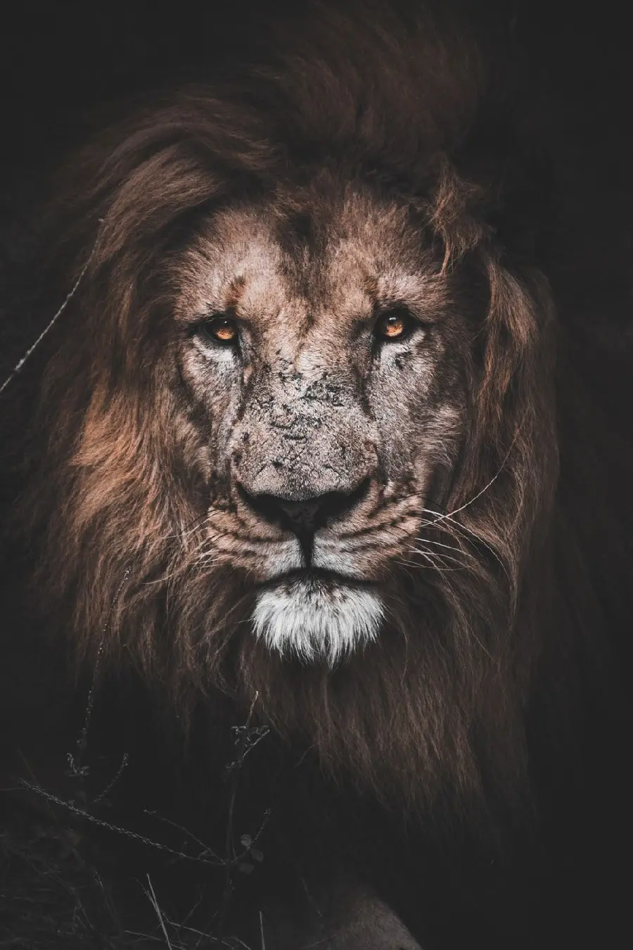 The most attractive stock image of a real lion with a black background suitable for printing 