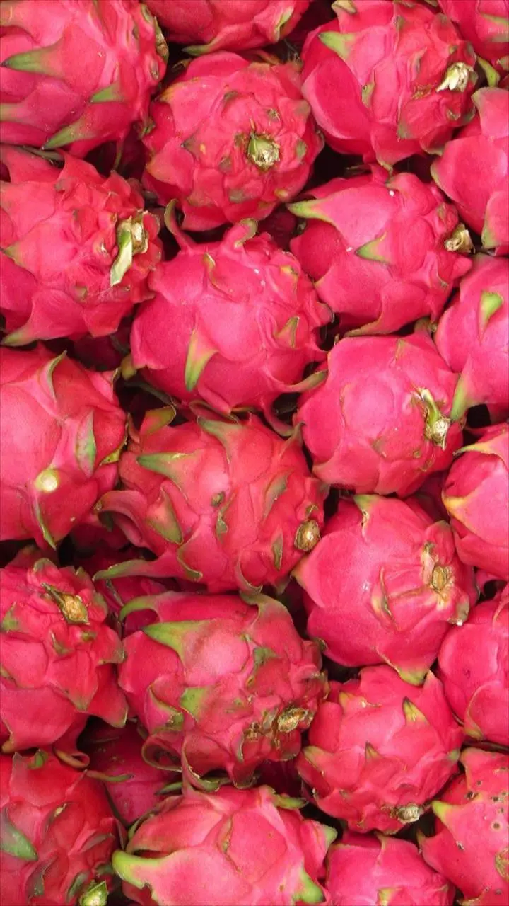 Special IPhone Background with Delicious and Delicious Red Dragon Fruit Design