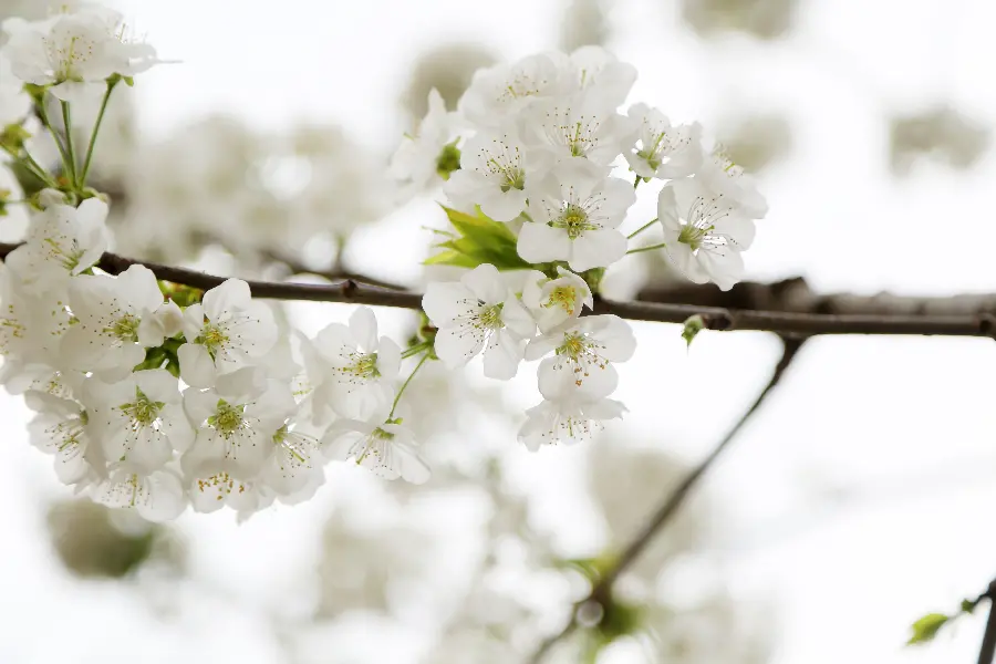 A beautiful and stunning portrait of white apple blossoms