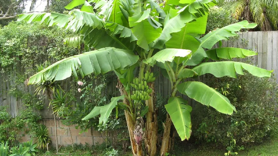 Download the most beautiful picture of a banana tree with googly bananas