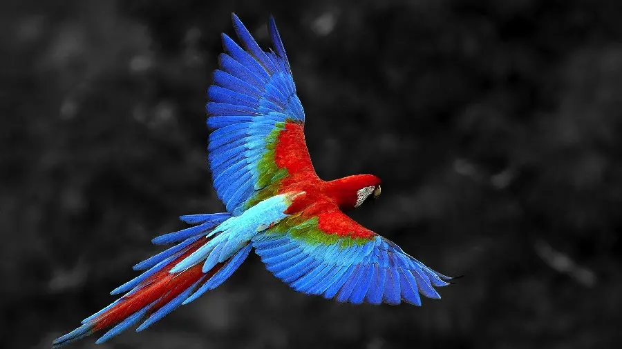 Full HD photo of a parrot flying with amazing colorful wings