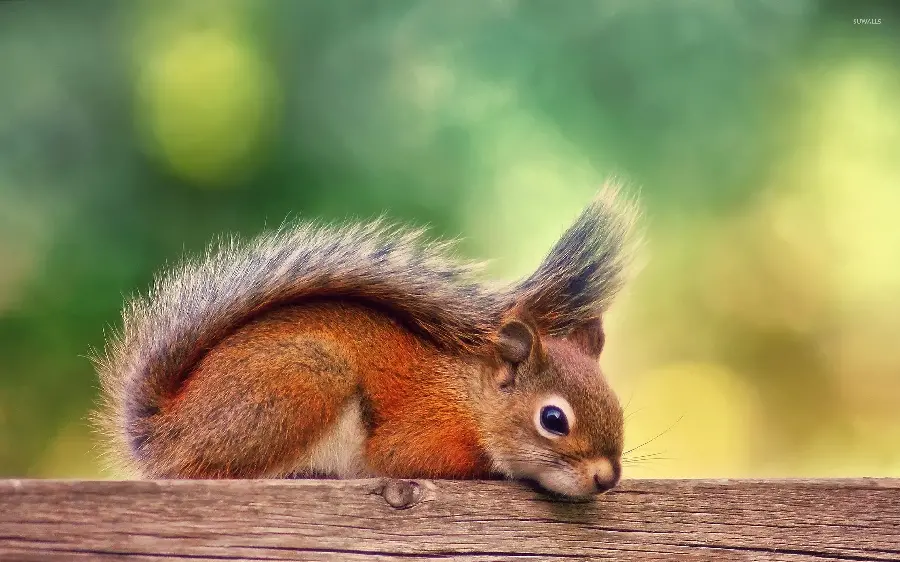 Download stock image of a squirrel sitting on a tree