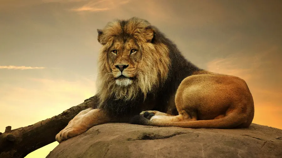 Awesome image of a real lion sitting with a simple background and without Photoshop