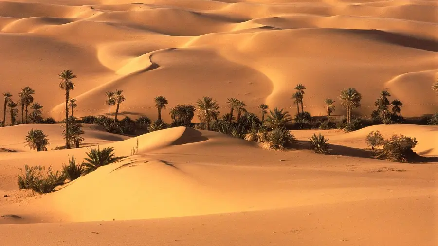 Download background of dozens of palm trees in a vast desert for your computer