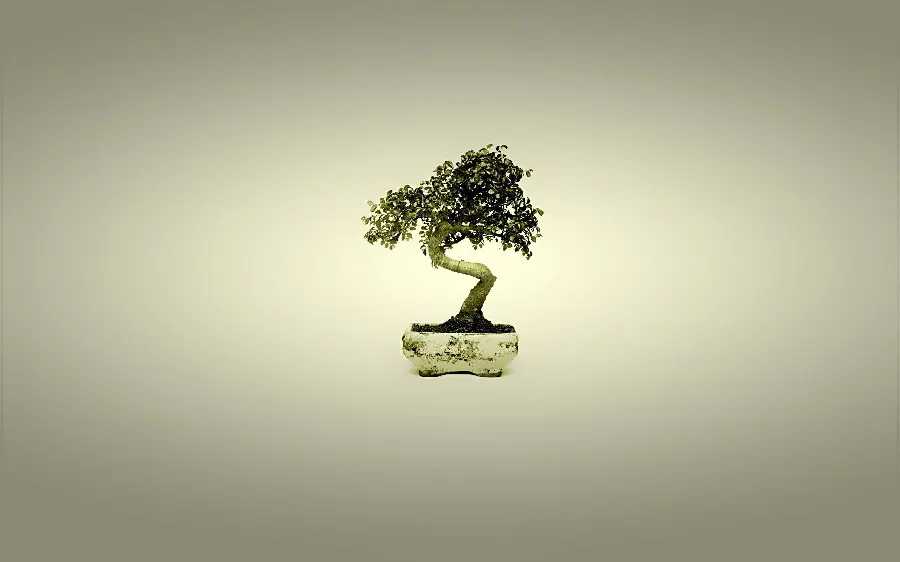  Interesting and spectacular photo of a bonsai tree with a stylish pot