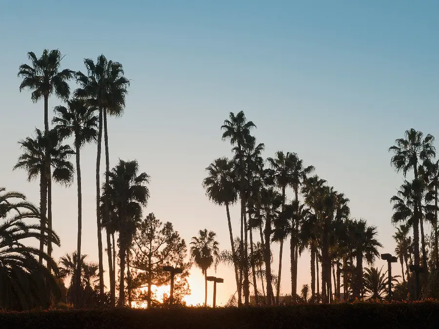 Background and profile photo of palm trees in the Los Angeles city park
