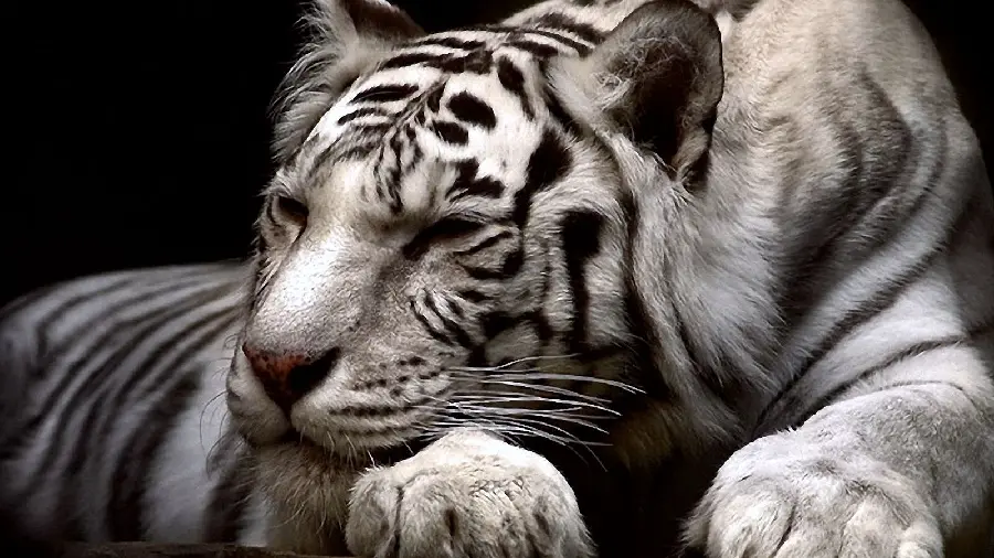 A very pleasant and pleasant painting of a white Bengal tiger