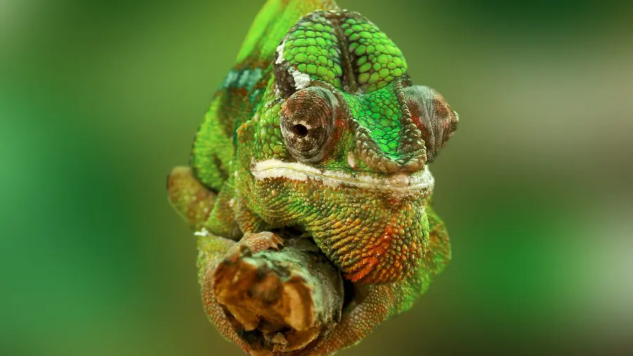 Getting an interesting portrait of a chameleon hanging on a tree branch