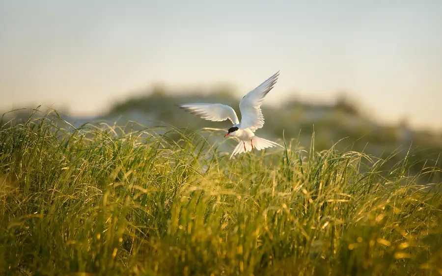 A very beautiful and spectacular portrait of a white bird above the sky