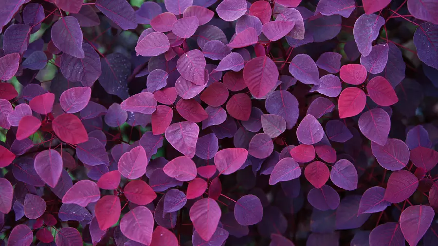 Extremely beautiful and spectacular wallpaper with excellent quality