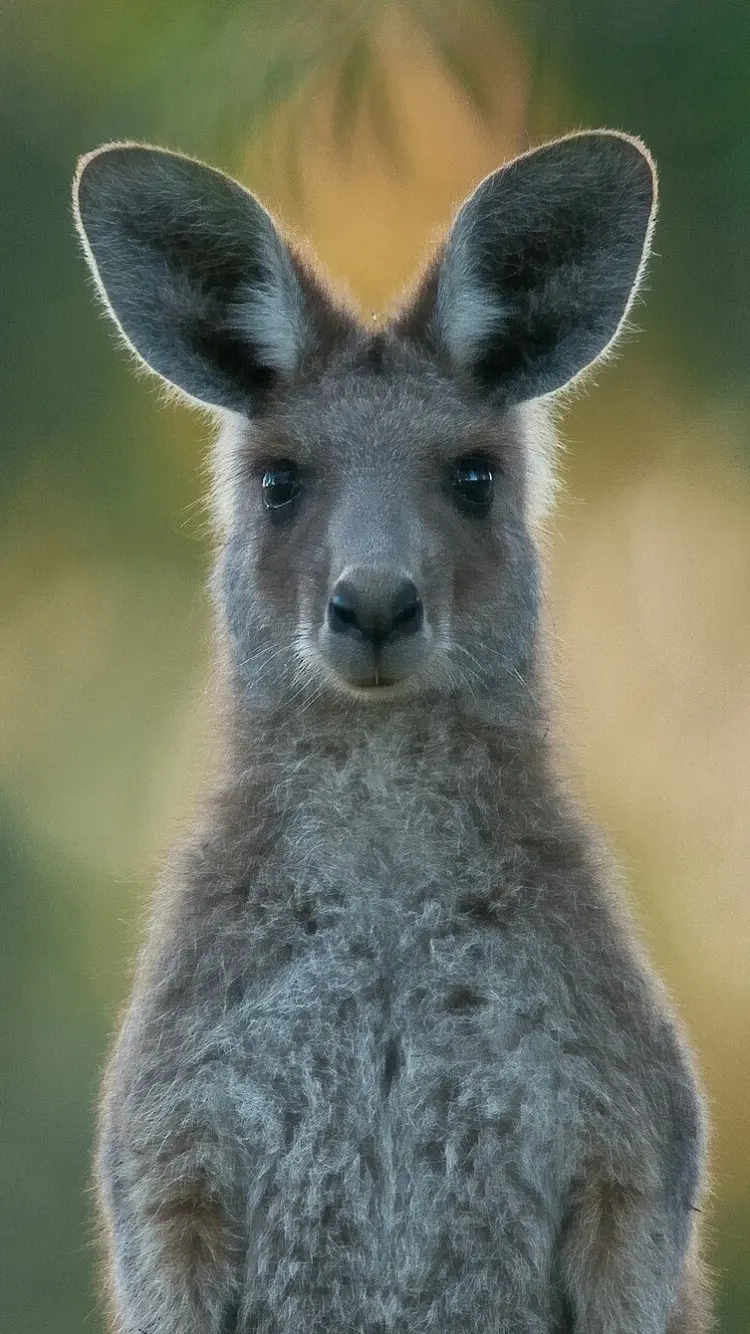 Very beautiful wallpaper of kangaroos in full HD quality 