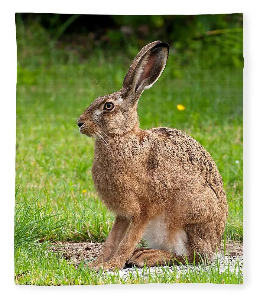 High resolution wild rabbit wallpaper Giant 