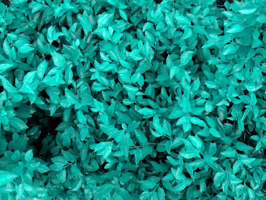 Download a very beautiful photo of tiny turquoise leaves 