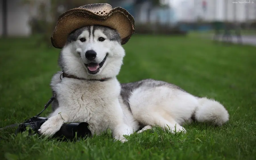 Extremely beautiful wallpaper of a beautiful husky with a beautiful hat on its head 