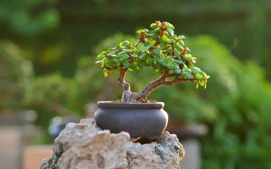  BackGrand charming of beautiful bonsai tree on stone with excellent quality 