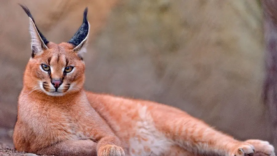 A spectacular and stunning portrait of a wild cat with long ears