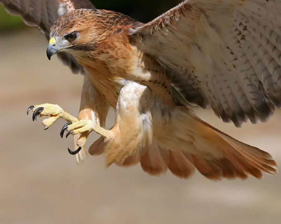 Exciting Background of a Smart Eagle Flying Suitable for Laptops 2023
