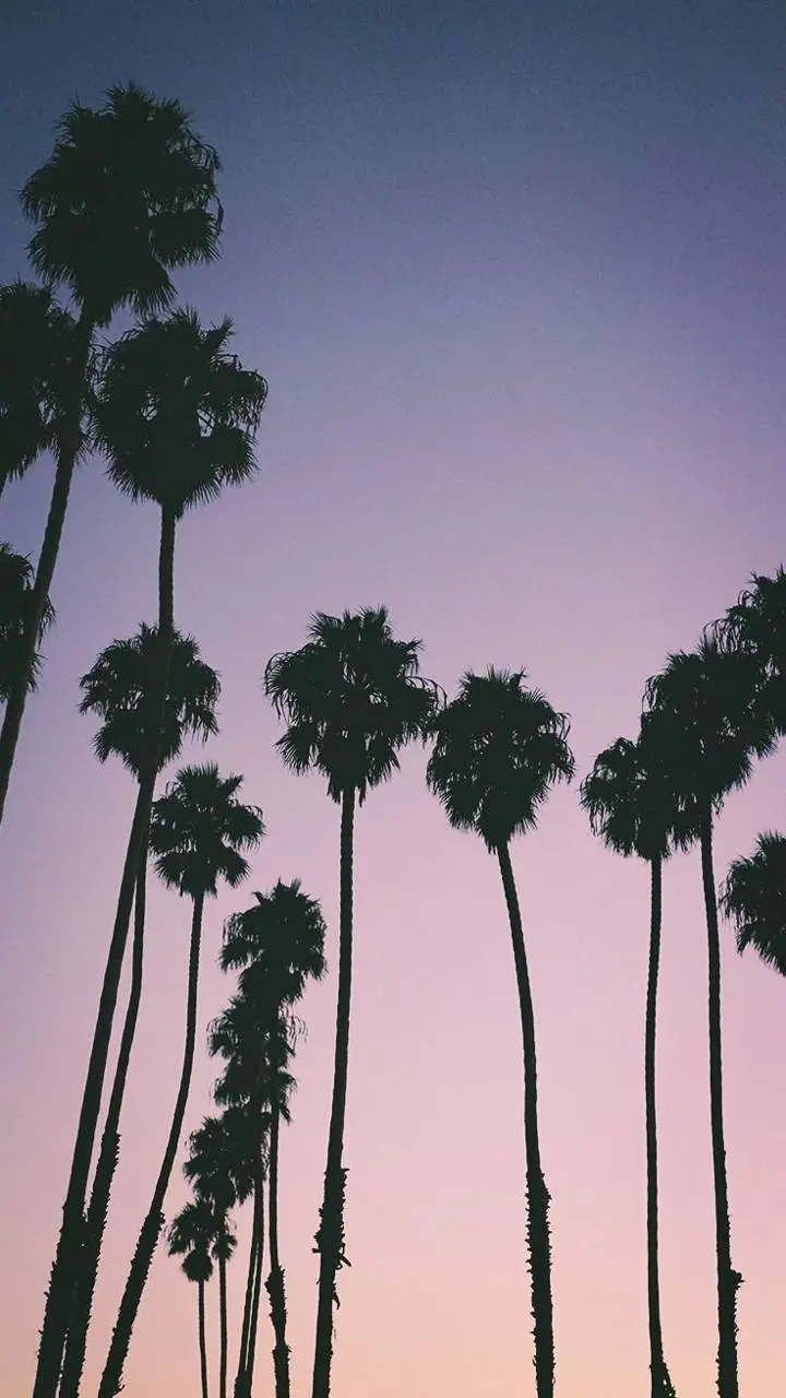 Spectacular view of palm trees at sunset in the city