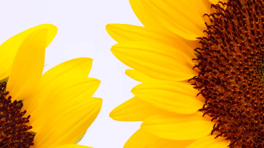 Beautiful and uplifting sunflower profile photo for stylish women